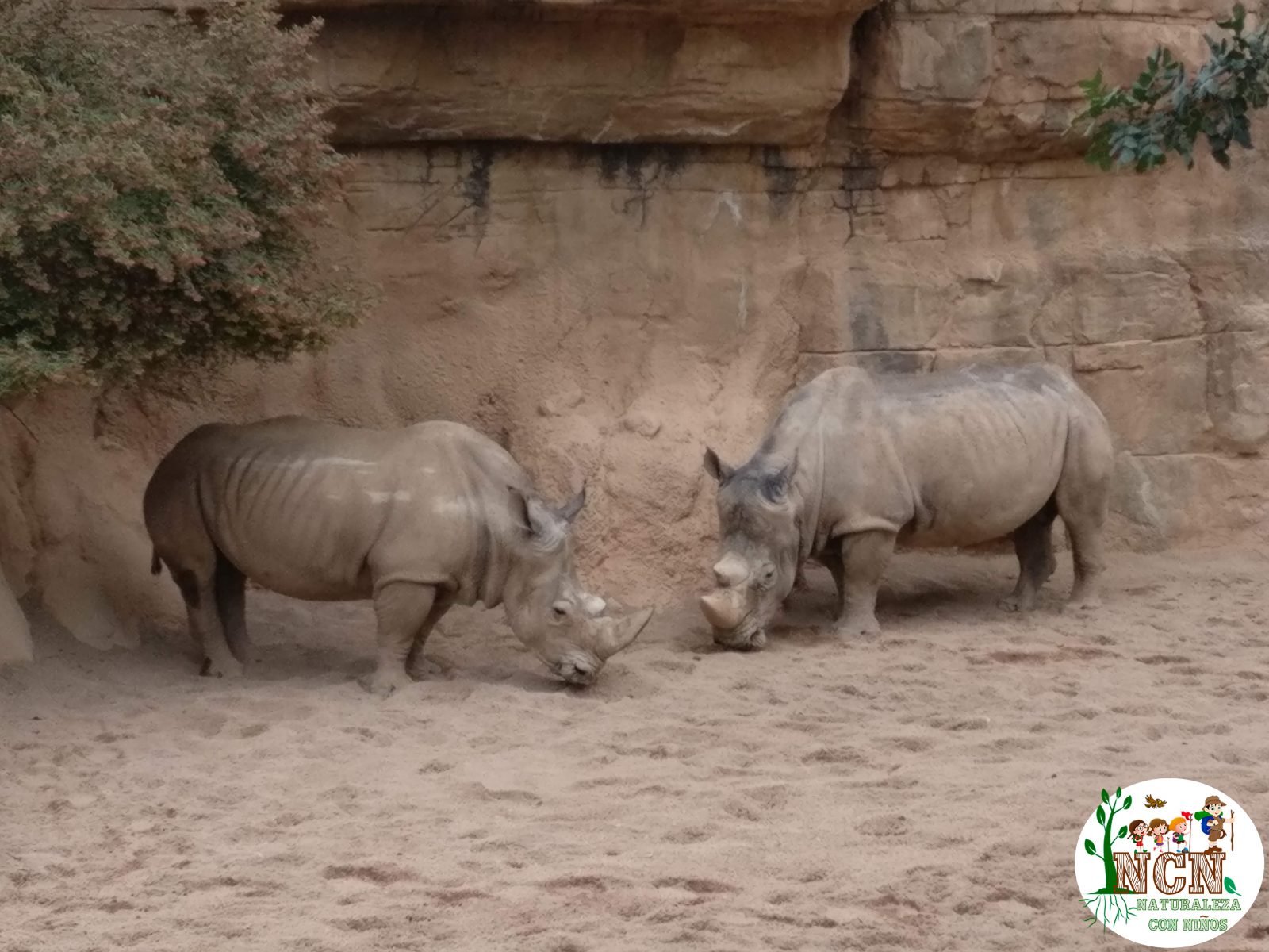 Rinocerontes Bioparc Valencia